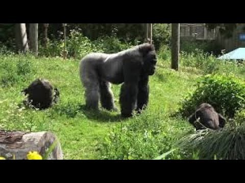 Silverback dad defends & protects daughter