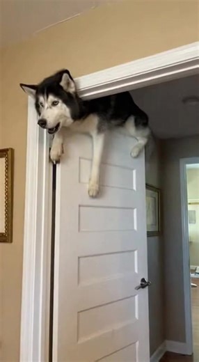 Husky Balances on Top of the Door: A Funny Surprise!