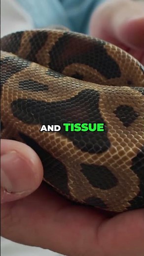 Ball Python Stress: The Silent Killer You Need to Know #shorts