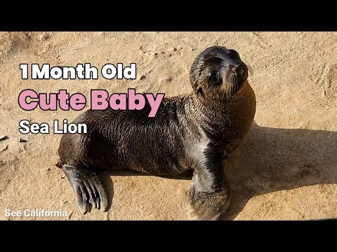 1 Month Old Cute Baby Sea Lion