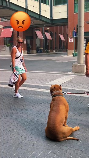 365K views · 10K reactions | Giant PITBULL NO PARENTS!! #xlbully #americanbully #fypシ #dogsoftiktok #puppiesoftiktok #xlbullies #youpage #DogTraini | Maori Blue | Facebook