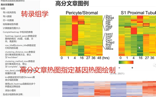 ComplexHeatmap热图绘制 | 指定基因在热图中标记
