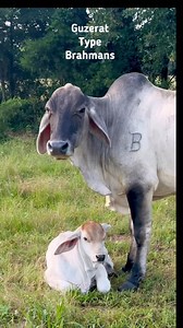 15K views · 864 reactions | ⸻ FUNCTION MEETS BEAUTY — Polled Brahman...