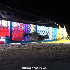 We held our breath during the entire rescue! 🐈. | Save Our Animals