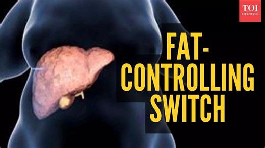 New study discovers 'fat switch' in body that can turn off weight gain, cholesterol, liver issues