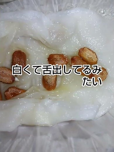 ダイソー 種 発芽 実験 オクラ ゴーヤ キュウリ 簡単