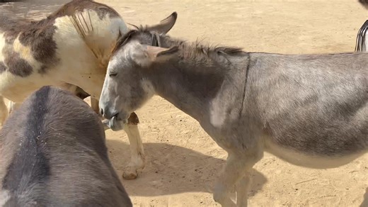 I don’t think Frankie will touch the bum of the alpaca with a welly boot again 🙈🙈😅😅 The alpaca wasn’t being nasty. He got a fright and reacted….. | Hugos Home Farm