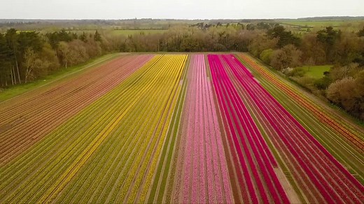 UK's largest tulip fields open to public to help Norfolk hospice