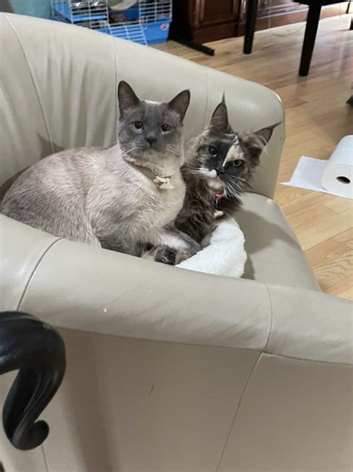 Maine Moments on TikTok