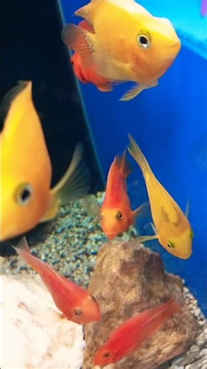 #parrotfish#kissing#aquarium