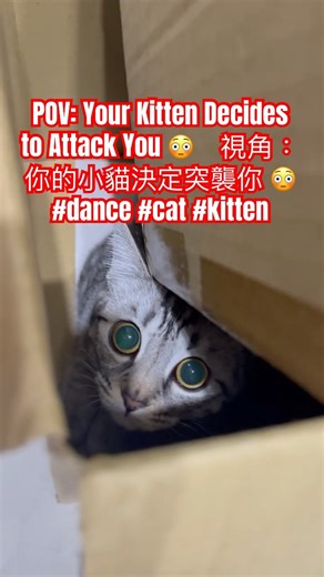 POV: Your Kitten Decides to Attack You 😳 視角：你的小貓決定突襲你 😳 #dance #cat #kitten
