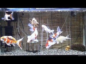 【盆栽ゴイ】水槽でも飼える錦鯉【日本の国魚】