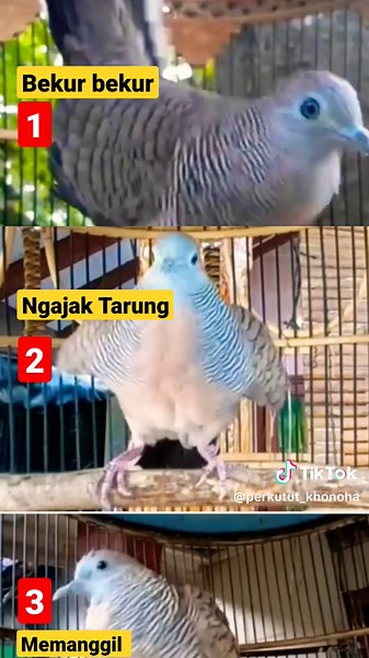 Suara Burung Merbok Lokal Indonesia - Jenis, Sangkar Pikat, dan Bunyi