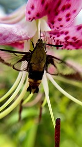 Good morning! The Hummingbird Clearwing Moth decided on lilies for breakfast. #hummingbirdmoth | Tulsa Botanic Garden