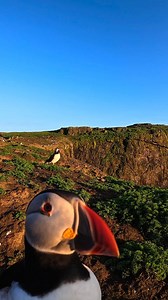 21K views · 141 reactions | The puffin who wanted to go viral  Adam Thomas set up his GoPro HERO12 at a popular puffin location + this curious little guy came to take a closer look. Skomer Island | GoPro | Facebook