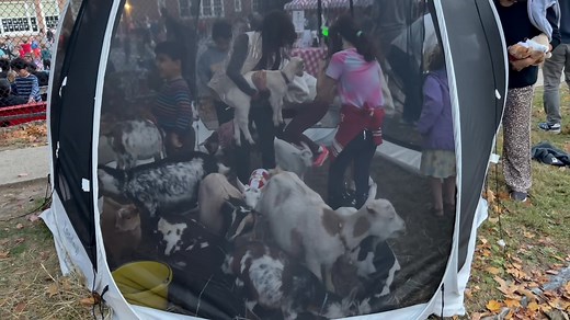 1.9K views · 58 reactions | Virtual goat snuggling in the Snugloo! | Got Your Goat | Facebook