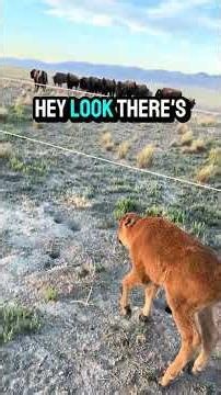 Rescuing a lost calf with the 'calf mobile' #rescue #animals #satisfying