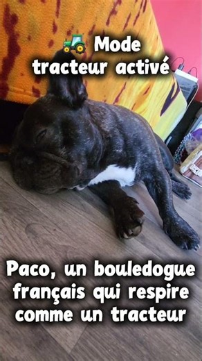 Cette semaine on garde Paco, que va en penser Kyûbi ? 😱🤣