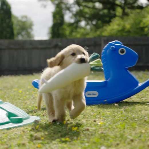 Sponsoring a puppy from as a little as £1 a week can change the life of someone living with sight loss. You'll receive a welcome pack with a cute puppy magnet and much more, followed by exclusive Pupdates! And, even better, your support will help train future guide dogs that give freedom to people living with sight loss. Sponsor a puppy today! [Visual description: promotional Sponsor a Puppy video featuring footage of puppies running and playing, and footage of guide dog partnerships.] | Guide D