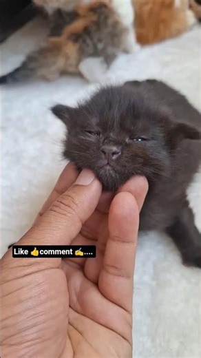 cute kitten🐱😍#palwashahouse #cat #pets #cute #cuteanimal #trending #ytshorts #youtube #kitten 😍🐱