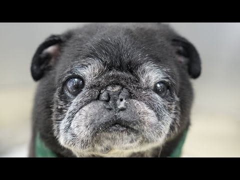 Incredible Pug beats the odds