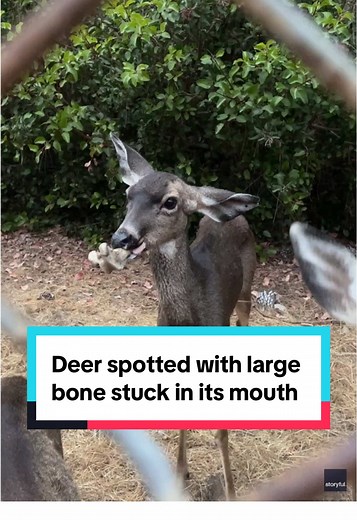 Deer with Bone Stuck in Mouth at Los Angeles Reservoir