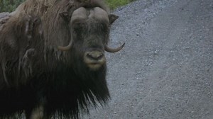 The Musk Ox