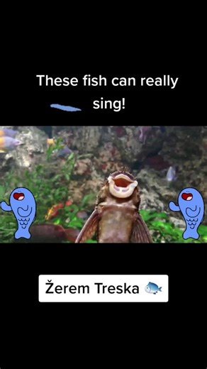 Jonas Bland on TikTok