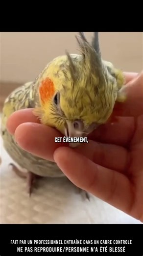 😔 She decided to help her parrot…