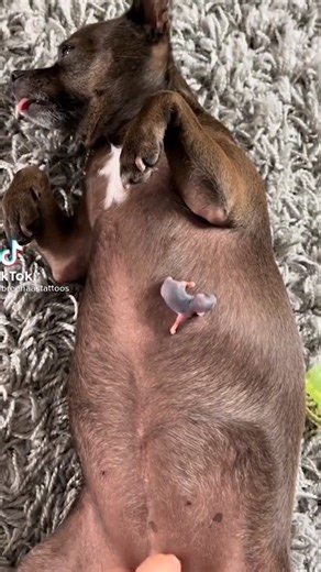 222K views · 1K reactions | Foster sister helping with baby 殺 #chihuahuapuppy #chihuahualove #chihuahualife #puppylifeppies #chihuahualover #chihuahuaworld #chihuahuafan | Chihuahua Lovers | Facebook
