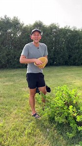 They’re not a well-known berry, but gooseberries are one of my favorites! They’re slightly tart, depending on the color, and so great in so many things #gooseberries #berries #pickingfruit #summerfruit #harvesting | Wyse Guide