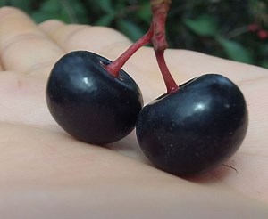 Historia y origen del capulín, la llamada cereza mexicana