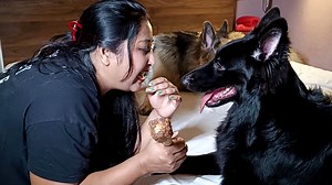 16K views · 241 reactions | Best Dog Breeds For First Time Owners....