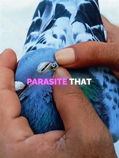 He Removed Parasite From Pigeon Eye 🐦#shorts #usa