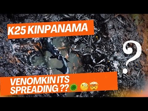 VENOMKIN OUTBREAK? K25 KINPANAMA DISCOVERY LEAVES EXPERTS SPEECHLESS? 🦠🔥