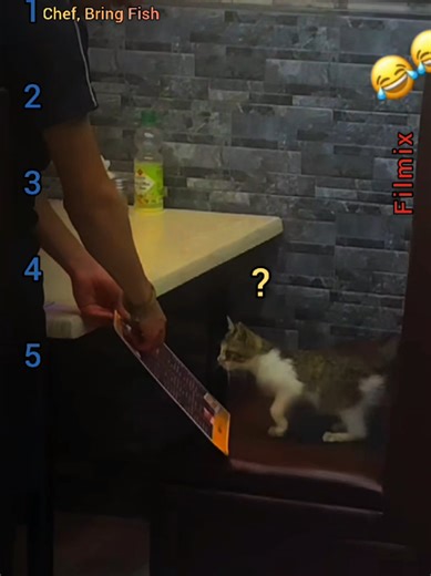 The Cat Living a Better Life Than You 😂😂😂 Five moments where this fluffy legend: orders like a boss, dives into a laundry basket, sets up a hallway ambush, attacks ankles, and stress-tests the edge of a bed. A full sitcom, zero script. Follow if your cat is the real main character at home. #cat #funnycat #catmemes #petvideos #catlife