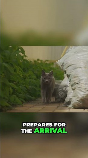 Signs Your Cat is About to Give Birth