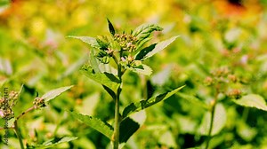 Japanese spiraea or meadowsweet or Korean spiraea, rosaceae spiraea japonica, in garden with green leaves and pink buds on a sunny day. Closeup footage clip with zoom in.
