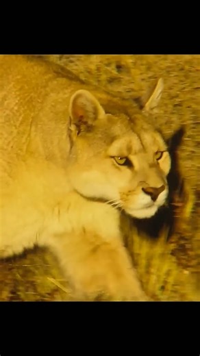 WondersOfJungle on Instagram: "Female Puma ready to start a family #wildlife #animals #naturelovers #nature #puma"