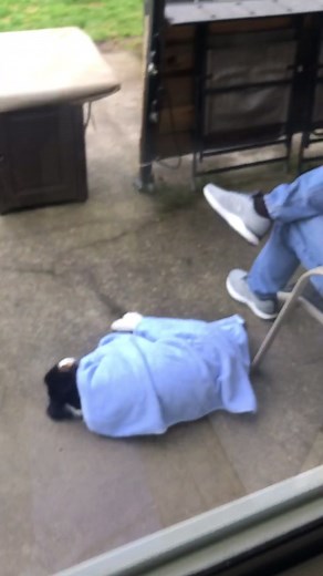 My dad and dog are best friends 😭❤️ #fypchallenge #fyp #fry #frypage #dogsoftiktok #aussiepuppy #bestfriendsforever #socute