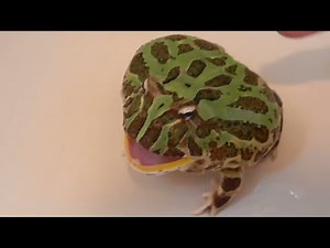 Cute Screaming Burping Frogs!