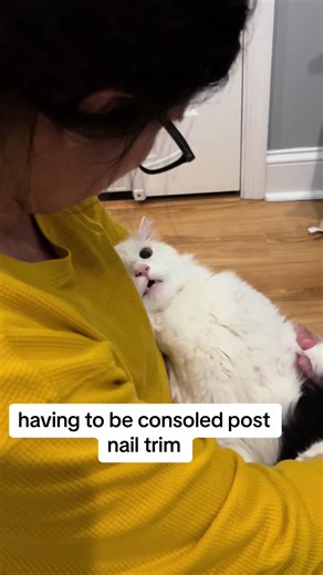 bean does NOT like a nail trim! #catsoftiktok #cats #fyp
