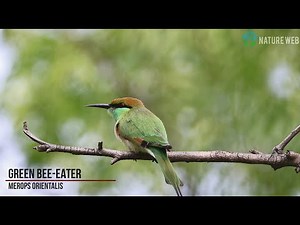 Beautiful Green bee-eater | hunting | Full HD | Nature Web