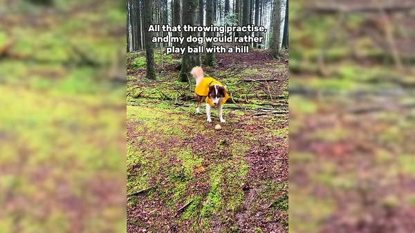 Dog Fires Owner From ‘Job’ of Throwing Ball, Finds Hilarious Replacement