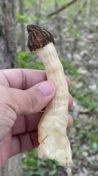 #halffreemorel #morel #morelmushroom #foraging