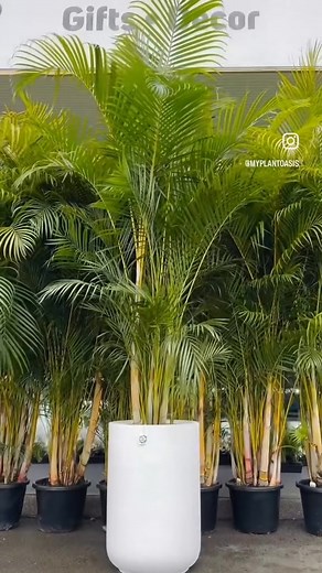 63K views · 461 reactions | Indoor plants ideas ❤️ | Midula Plants | Facebook