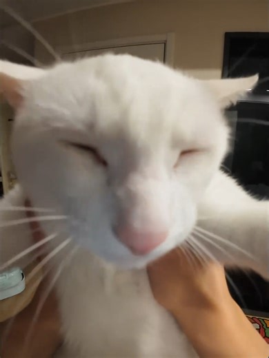 Tired Cat Moments That Will Make You Smile