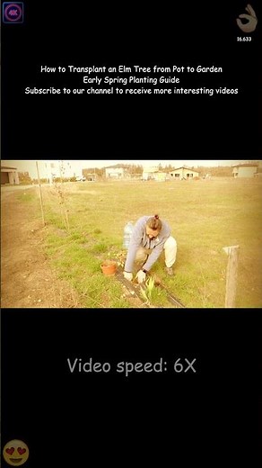 🌳 How to Transplant an Elm Tree from Pot to Garden | Early Spring Planting Guide 🌿✨