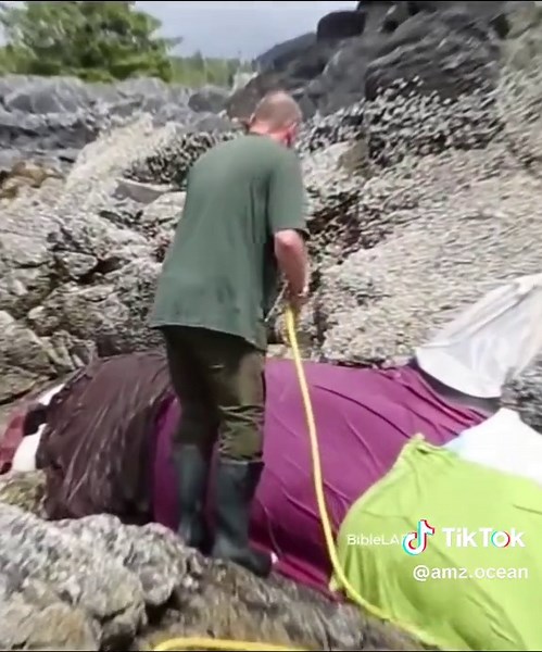 9 Fascinating Ocean Facts You Didn't Know