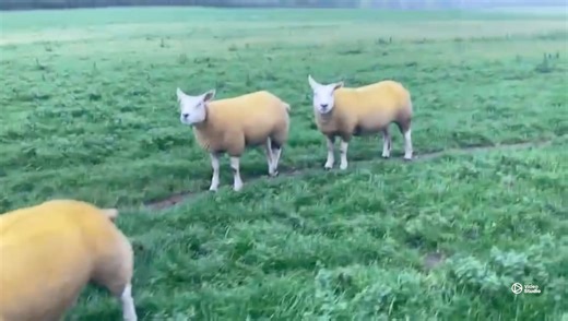 🐑 Breeding Sheep - Monday 6th October 🐑 🔹 1,200 Breeding Ewes - 🕛 12noon Catalogue: https://www.welshpoolsmithfield.co.uk/Portals/0/EasyDNNnews/Uploads/1536/SL BE 13.10.25.pdf 🔹 Shropshire & Borders Texel Club Ram Sale - 🕛 12:30pm Catalogue: https://www.welshpoolsmithfield.co.uk/Portals/0/EasyDNNnews/Uploads/1529/Late Welshpool Catalogue 20251.pdf 📹 Pure Texel Shearling Ewes and Pedigree Texel rams from WL & JA Forrester, Lodge Farm 📞 Market Office: 01938 553438 | Welshpool Livestock Sal